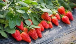 草莓农药爆料视频下载大全,揭露农业用药真相